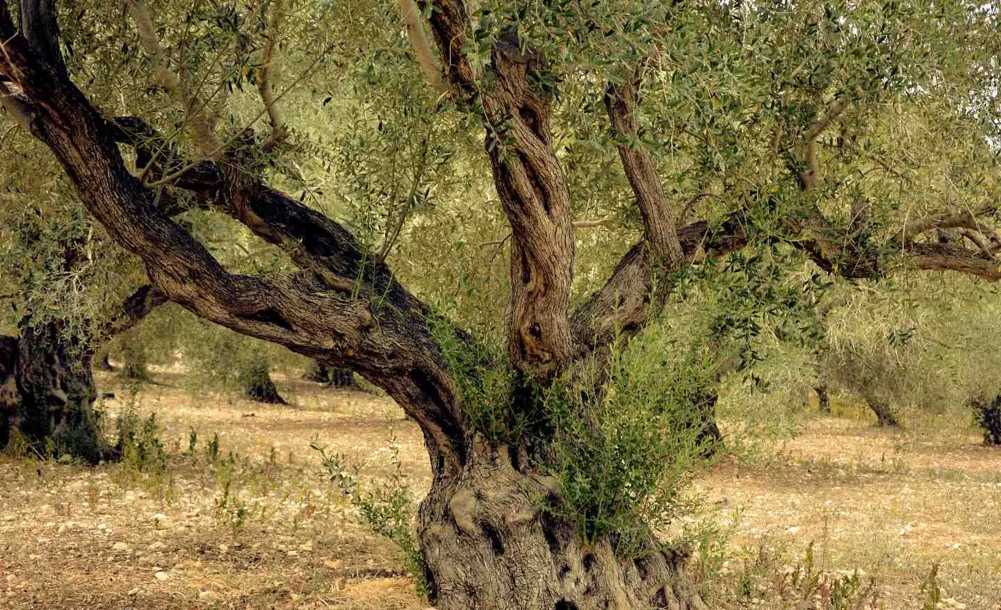 Immagine selezionata