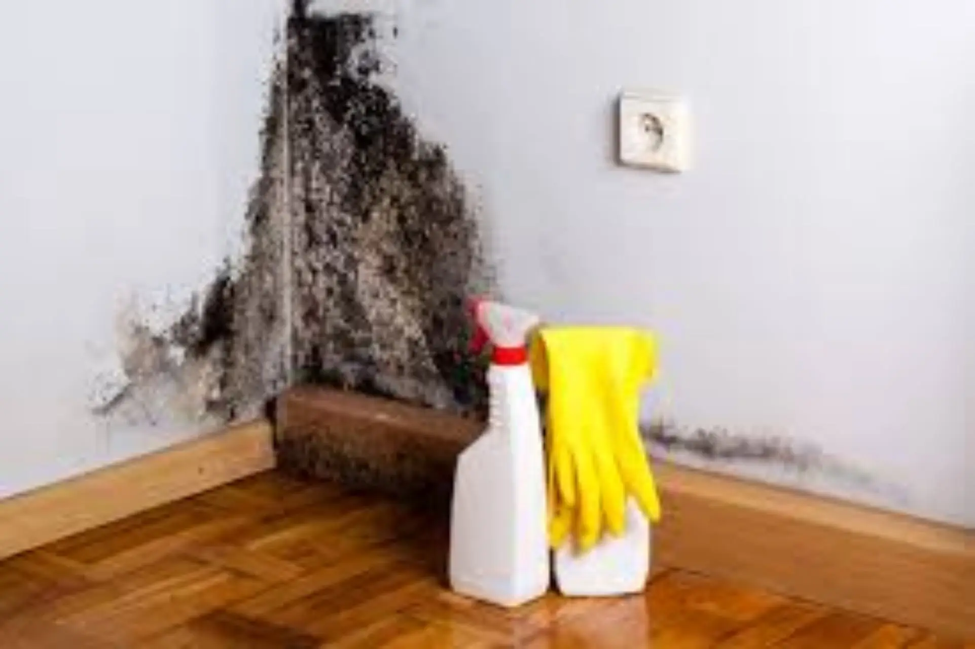 Immagine selezionata