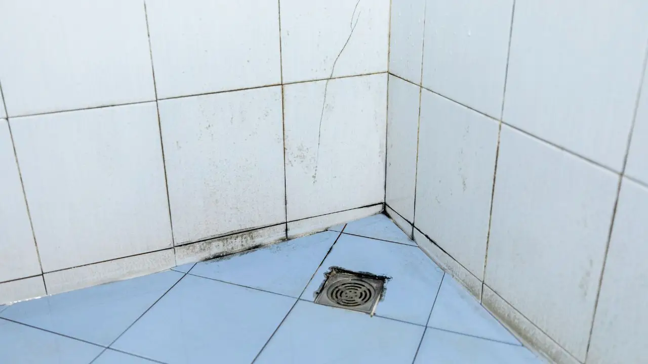 Immagine selezionata