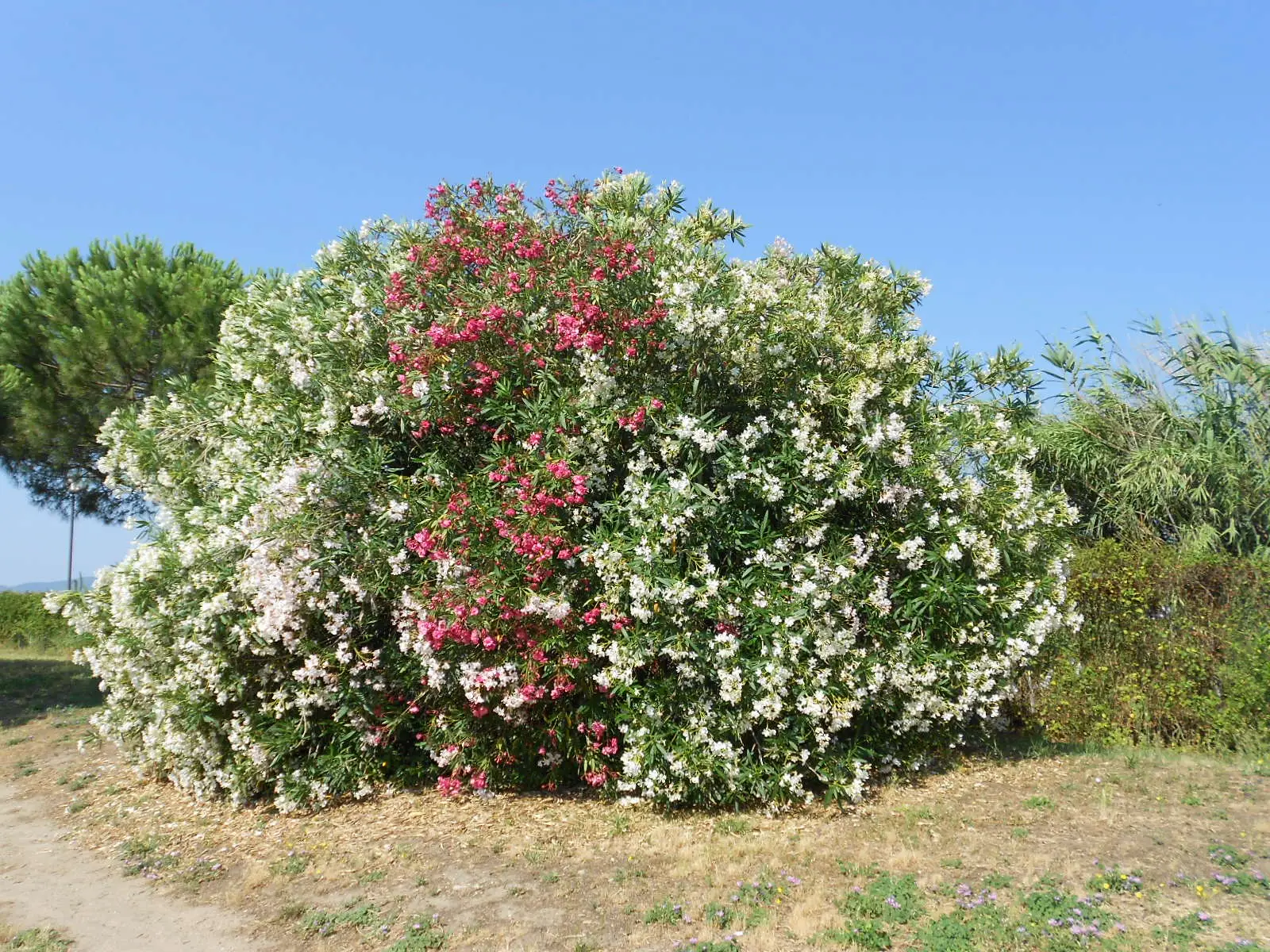 Immagine selezionata